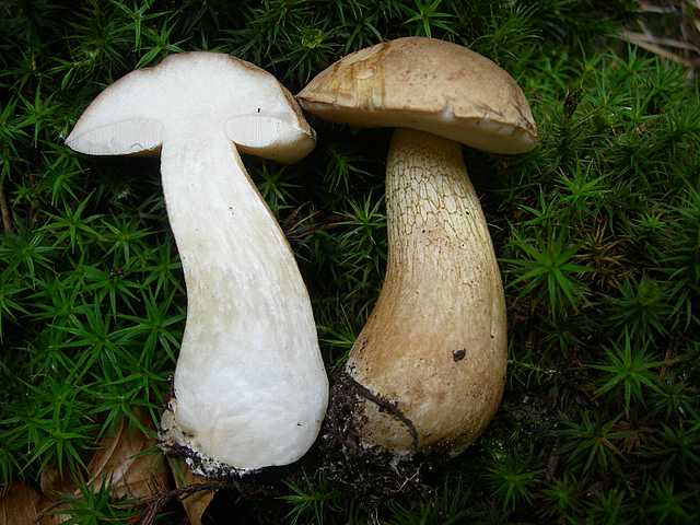 Tylopilus felleus: scheda fotografica